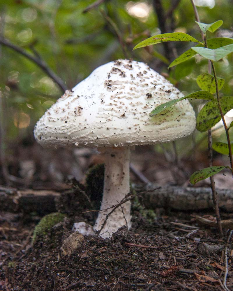 Identify Maryland Wild Fungi Mushrooms Photo Journeys